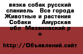 вязка собак русский спаниель - Все города Животные и растения » Собаки   . Амурская обл.,Мазановский р-н